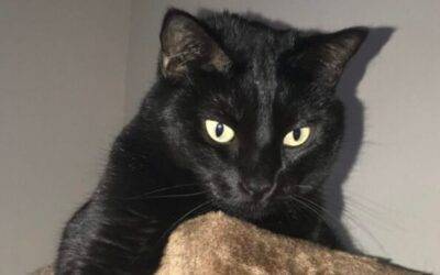 Loveable black cat for adoption in richmond houston katy tx – supplies included – adopt caroline