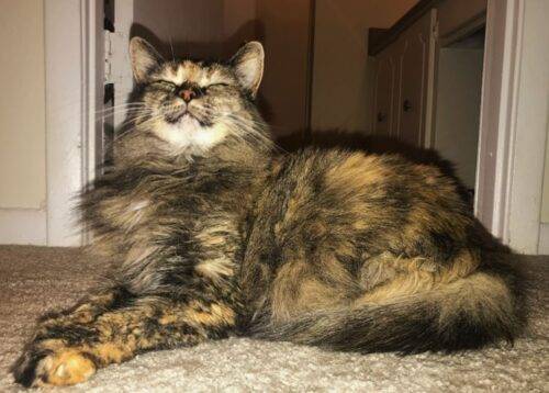 Little Girl Tortie Maine Coon Cat Adoption Chatanooga TN