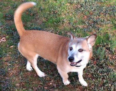 Little joe - corgi mix dog for adoption in charlotte nc 3