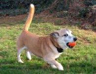 Adopted – Little Joe – Senior (11 YO) Corgi Mix Dog   Charlotte, North Carolina
