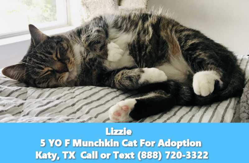 Lizzie munchkin cat for adoption katy texas 1