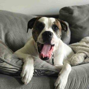 Lo boxer american bulldog mix dog adoption calgary ab 1 (16)