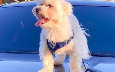 ADOPTED – Maltese Dog in Chicago Illinois – Supplies Included – Meet Lokki