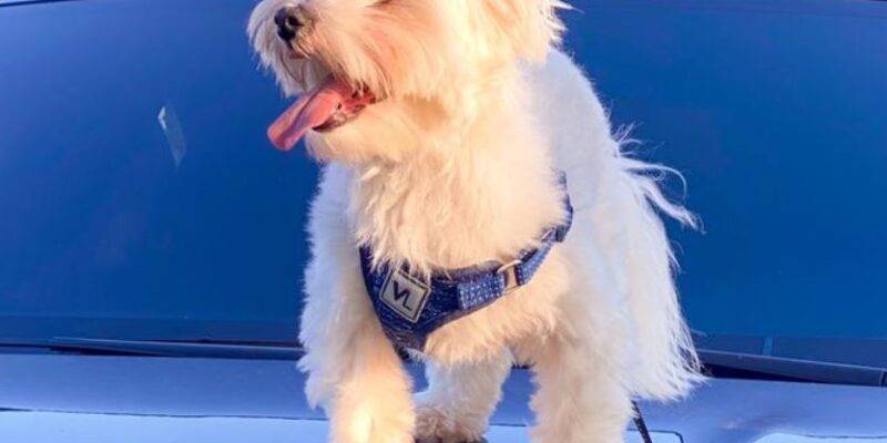 Loki Adorable Purebred Maltese Dog For Adoption Chicago IL