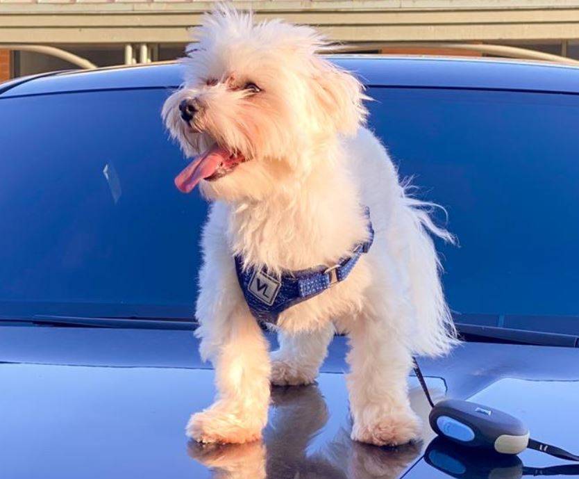 Adopt A Maltese Dog In Chicago Illinois Supplies Included Meet Lokki