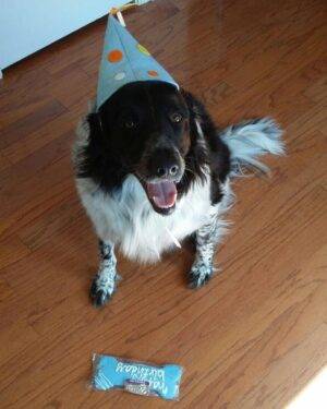 Loki - Border Collie English Springer Spaniel Mix For Adoption Near Atlanta7