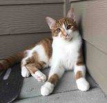 Loki Polydactyl Orange Tabby Kitten Adoption Houston 2