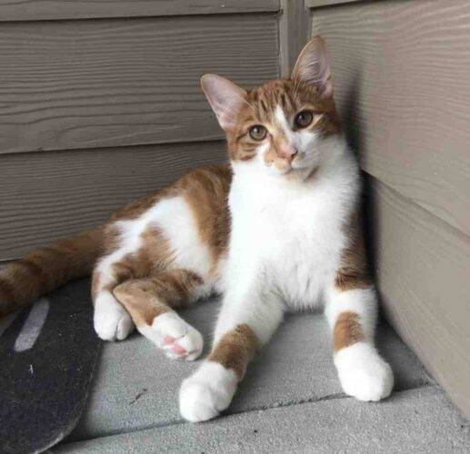 Adorable Polydactyl Orange Tabby Kitten To Adopt in Richmond TX Adopt
