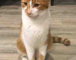 Loki polydactyl orange tabby kitten adoption houston 2