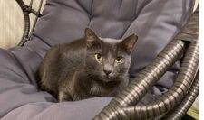 Loki A Russian Blue Mix Cat For Adoption In Honolulu