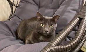 Russian blue mix cat for adoption in honolulu hi – supplies included – adopt loki