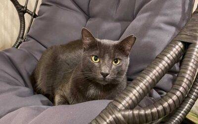 Russian Blue Mix Cat For Adoption in Honolulu HI – Supplies Included – Adopt Loki