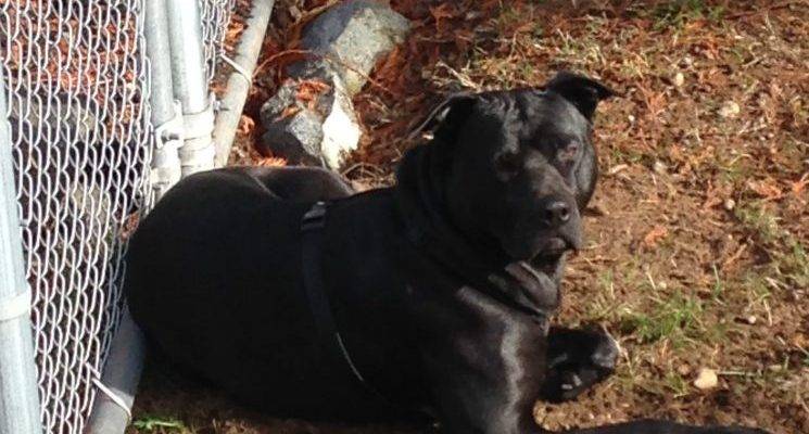 Loki – Healthy, Loving Akita / Lab Mix Seeks Loving Family to Adore – Kirkland WA – Supplies Included