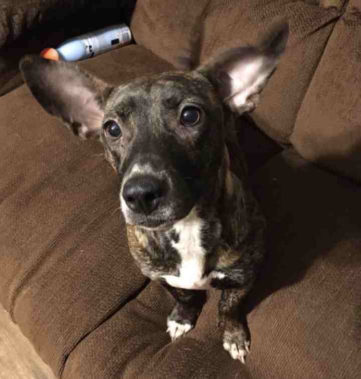 Lola - Dachshund Chihuahua Mix Dog For Adoption in Chattanooga TN 11