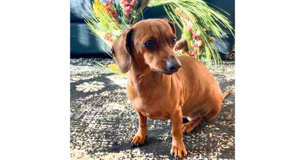 Lola - miniature dachshund for adoption in las cruces nm (3)