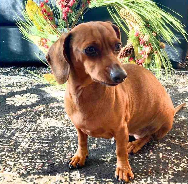 Lola - Miniature Dachshund For Adoption in Las Cruces NM (3)