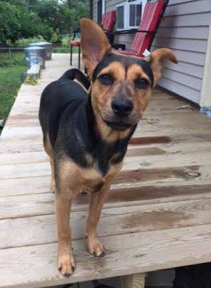 Lola - Mixed Breed Dog For Adoption In Kentucky 2 – Pet Rehoming Network