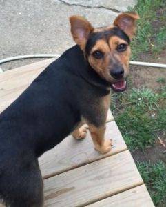 Lola - mixed breed dog for adoption in kentucky 5