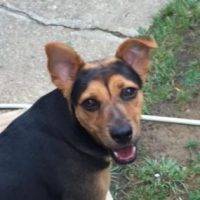 Lola - Mixed Breed Dog For Adoption In Kentucky 7