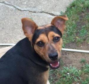Loyal lola – adorable mixed breed seeks only dog home in louisville – supplies included