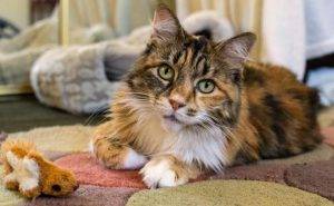 Calico Cat For Adoption In Newbury Park Photo Long hair calico cat for adoption 3