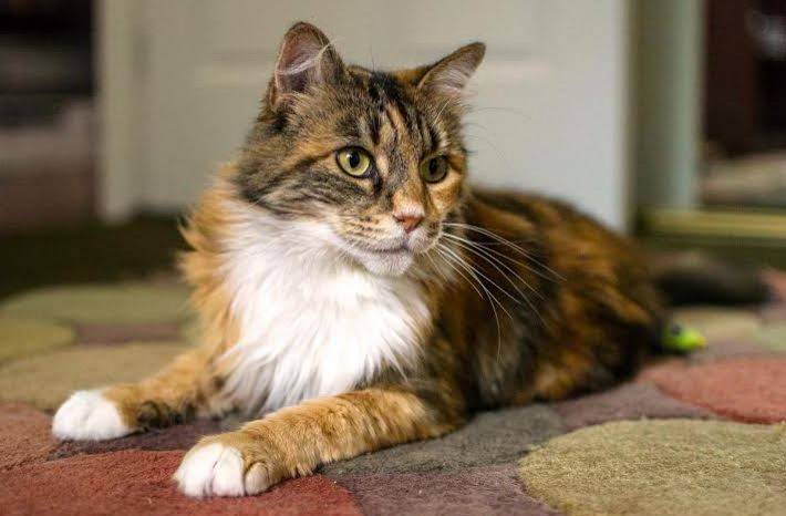 Long Hair Calico Cat For Adoption 5 – Pet Rehoming Services