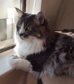 Long Hair Cat Rehoming San Jose Pet Rehoming Services