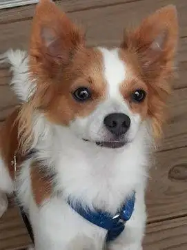 Chihuahua Rehoming Philadelphia