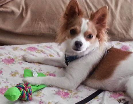 Long hair chihuahua rehoming
