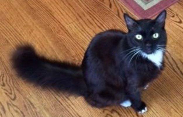 Tantalizing Toby – Stunning Long Hair Tuxedo Cat For Adoption in Los Altos, CA – Supplies Included