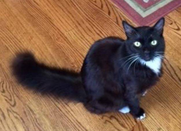 Tantalizing toby – stunning long hair tuxedo cat for adoption in los altos, ca – supplies included