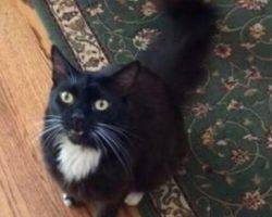 Long hair tuxedo cat for adoption in los altos ca 6