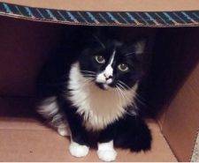Long Haired Black And White Cat For Adoption