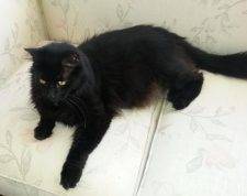 Long Haired Black And White Cat For Adoption In San Diego 4
