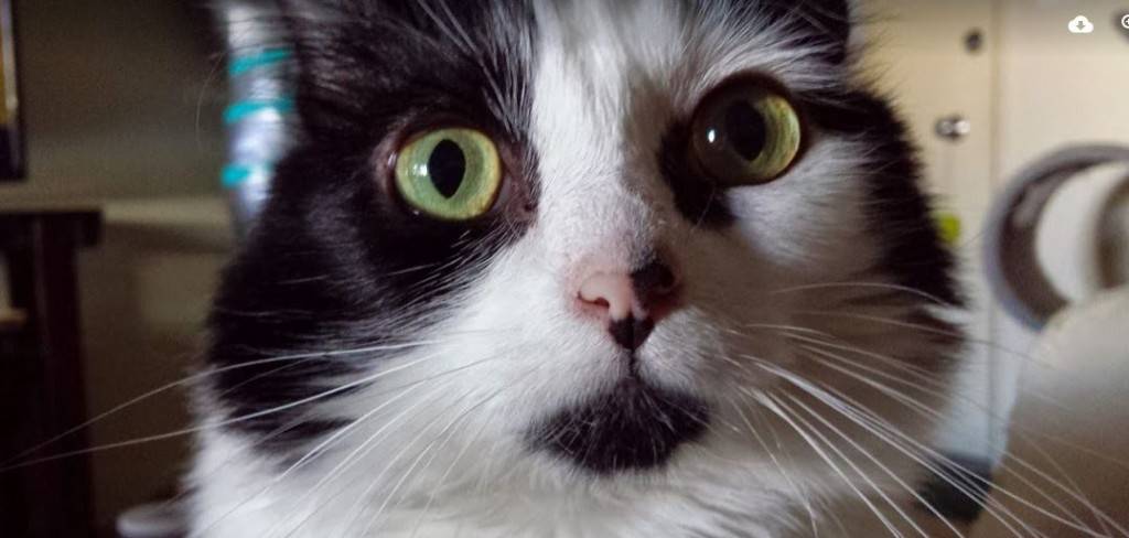 Photo Long Haired Mini Cat For Adoption Los Angeles 14