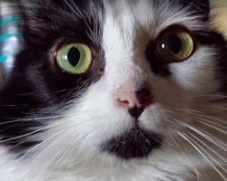 Photo Long haired mini cat for adoption los angeles 14