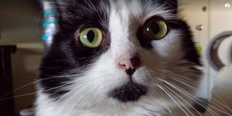 Long Haired Mini Cat For Adoption Los Angeles 14