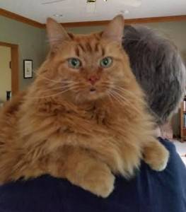 Rehomed – vivacious vincent – amazing long hair tangerine tabby (maine coon) –  ohio
