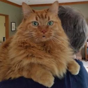 Rehomed Vivacious Vincent Amazing Long Hair Tangerine Tabby Maine Coon Ohio