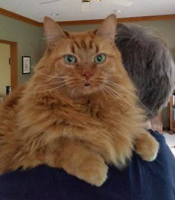 REHOMED – Vivacious Vincent – Amazing Long Hair Tangerine Tabby (Maine Coon) –  Ohio