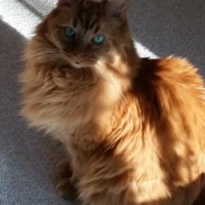 long hair orange tabby cat