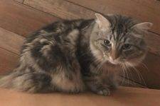 Purebred American Bobtail Cat For Adoption In Colorado