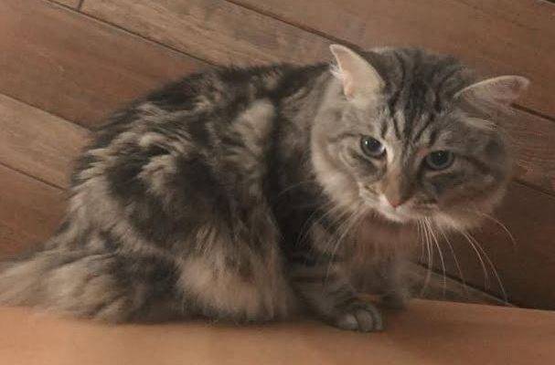 Purebred American Bobtail Cat For Adoption in Colorado