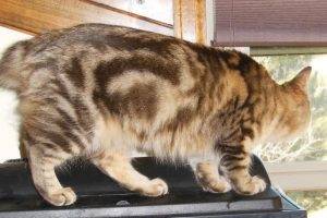 Purebred american bobtail cat for adoption in colorado