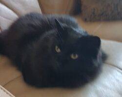 Longhair black cat for adoption in calgary 12
