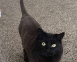 Longhair black cat for adoption in calgary 12