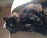 Longhair black cat for adoption in calgary 12