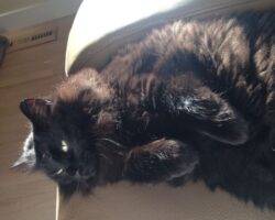 Longhair black cat for adoption in calgary 12