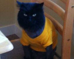 Longhair black cat for adoption in calgary 3