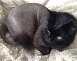 Longhair black cat for adoption in calgary 12